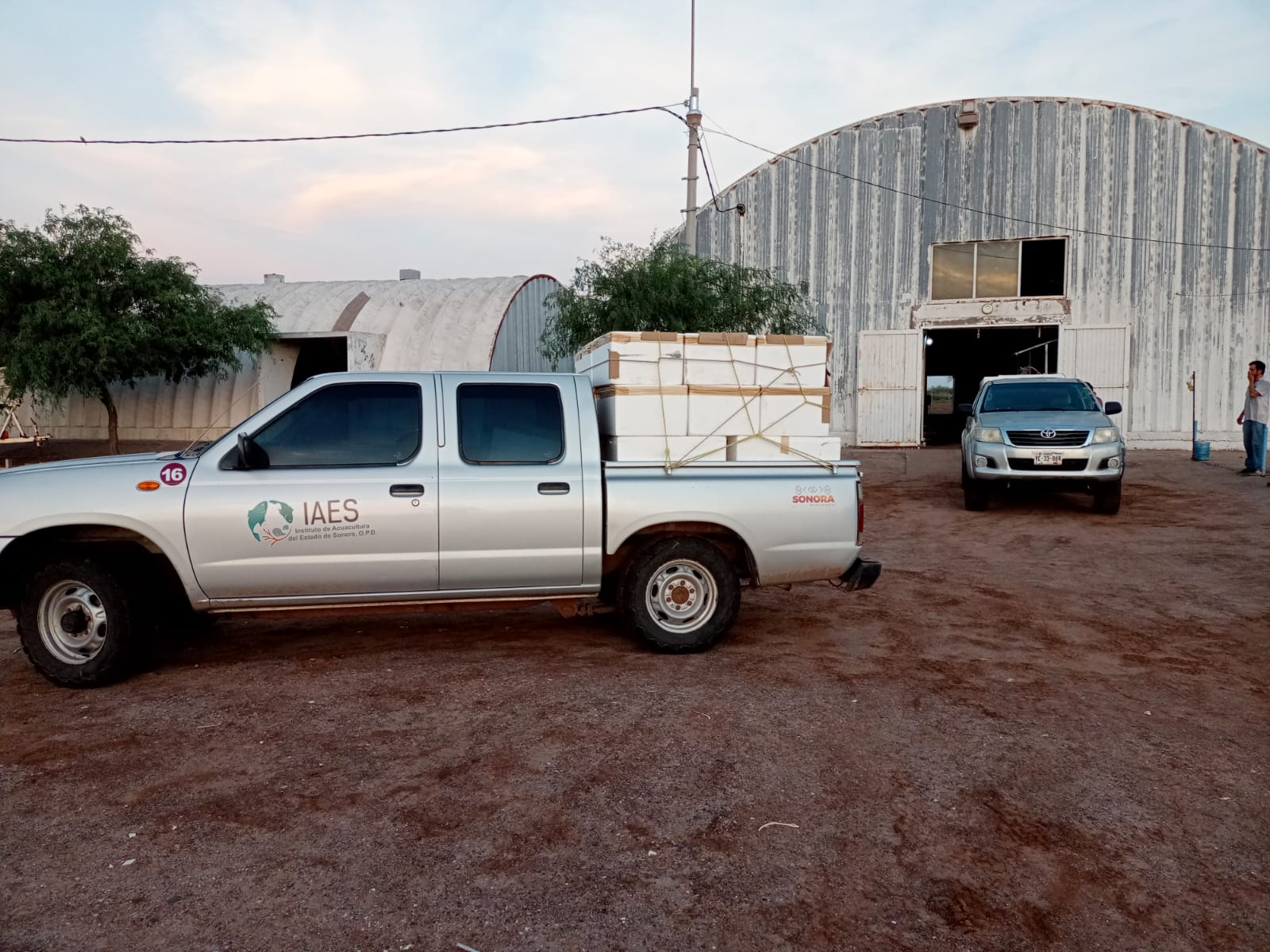 Aumenta IAES 200 por ciento la producción de tilapia en 2023